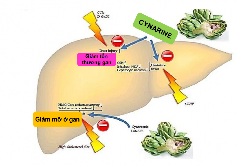 CƠ CHẾ CỦA GARPIL - GIẢI PHÁP VÀNG TỐI ƯU HIỆU QUẢ CHĂN NUÔI GÀ THỊT